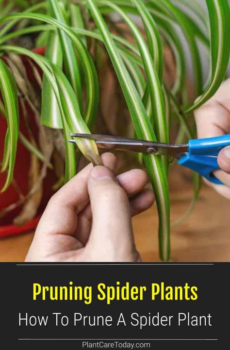 Spider Plant Pruning: How To Prune Chlorophytum Plants Multiplier Des Plantes Grasses, Spider Plant Care, Household Plants, Plant Care Houseplant, Spider Plant, Inside Plants, Growing Plants Indoors, Front Yard Landscaping Simple, Front House Landscaping