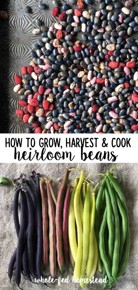 Heirloom Beans, Growing Beans, Snap Beans, Bean Varieties, Bean Plant, Bush Beans, Pole Beans, Growing Veggies, Bean Seeds