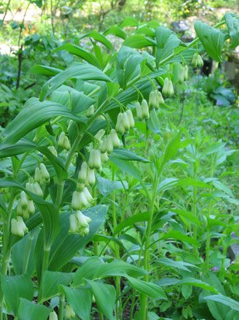 Solomons Seal Plant, Polygonatum Biflorum, Side Gardens, Germinate Seeds, Solomon Seal, Pretty Plant, Woodland Plants, Solomons Seal, Medicinal Herb