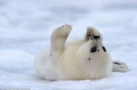 <3 Harp Seal Pup, Baby Harp Seal, Harp Seal, White Seal, Cute Seals, Seal Pup, Baby Seal, Baby Animals Funny, Silly Animals