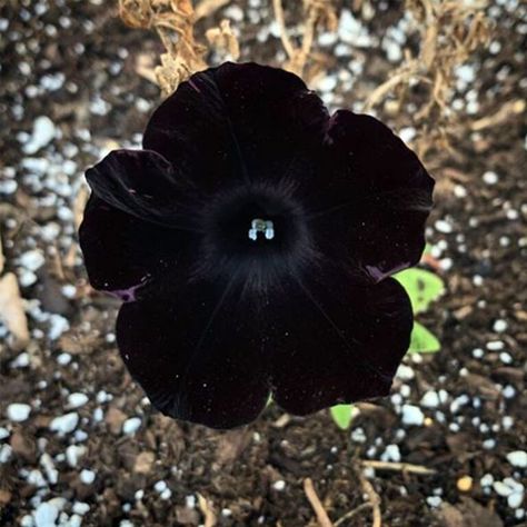 Bachelor Button Flowers, Black Petunias, Dianthus Barbatus, Petunia Flower, Black Peony, Goth Garden, Ginger Flower, Love Dark, Gothic Garden