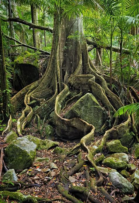 Trees With Roots, Tree With Roots, Rainforest Trees, Ancient Tree, Unique Trees, Tree Roots, Amazon Rainforest, Tropical Rainforest, Nature Tree