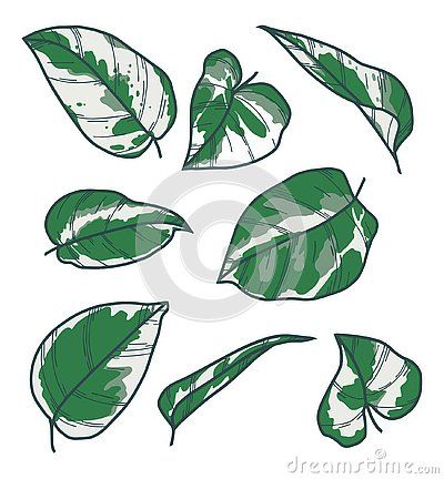 Pothos Drawing, Pothos N Joy, Leaf Drawings, Devils Ivy, Epipremnum Pinnatum, Brown Spots On Face, Leaf Illustration, Pothos Plant, Leaf Drawing