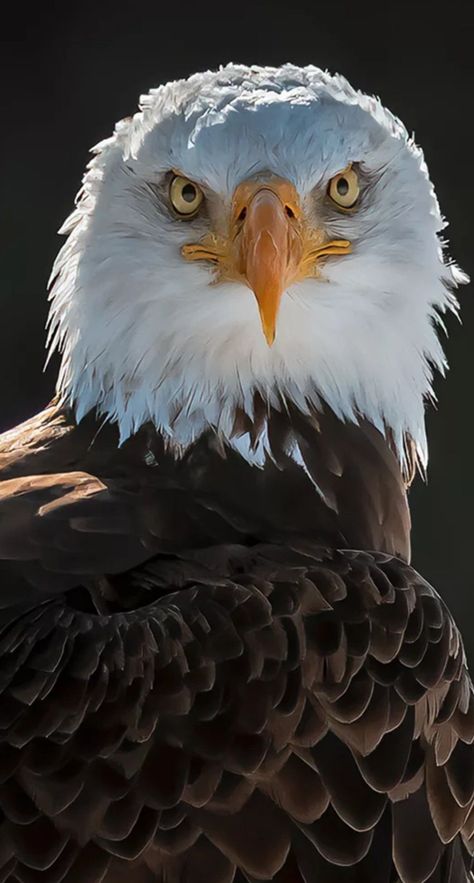 Bald Eagle Photography, Bald Eagle Pictures, Eagle Jewelry, Bold Eagle, Regard Animal, Eagle Artwork, Aigle Royal, Eagles Sweatshirt, Eagles Hoodie