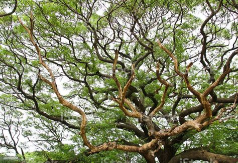 Samanea saman Monkey Pod Tree, Samanea Saman, Trees, Plants