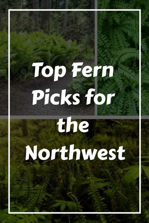 Collage of lush ferns with text overlay reading "Top Fern Picks for the Northwest" Deer Fern, Fern Care, Christmas Fern, Evergreen Ferns, Fern Garden, Ferns Care, Northwest Garden, Autumn Fern, Ferns Garden