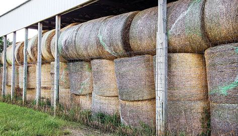 When I began my career as an extension agent in 1977, there was not a round baler in my county. Hay Shed, Beef Farming, Hay Storage, Chicken Barn, Beef Cow, Ranch Ideas, Cattle Feed, Horse Barn Plans, Hay Barn