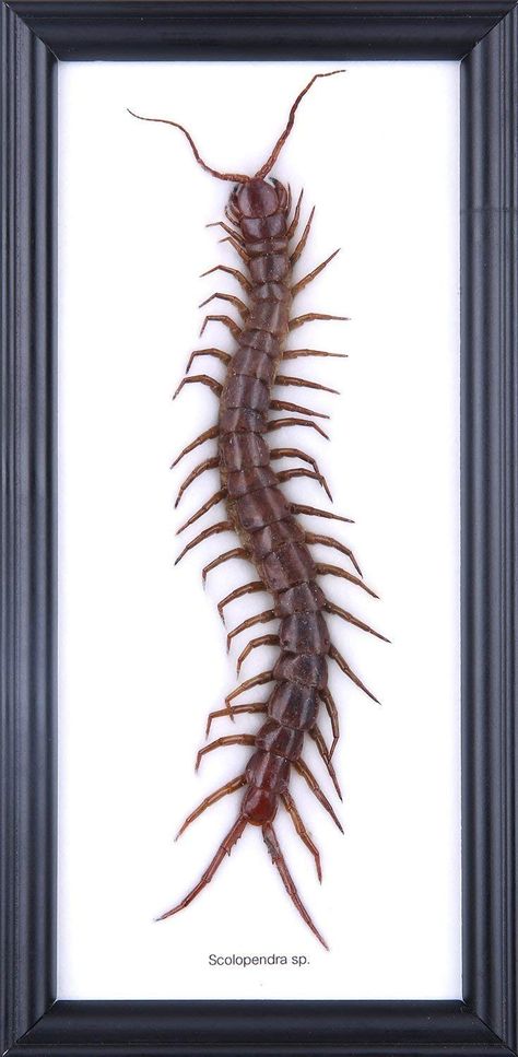 Giant Centipede, Framed Insect, Butterfly Taxidermy, Taxidermy Art, Natural Curiosities, Tattoo Portfolio, Insect Art, Hanging Frames, Arachnids