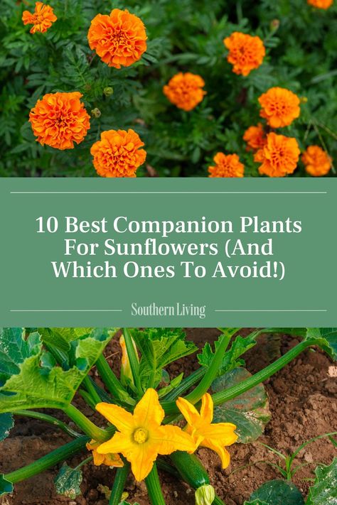 Companion plants will help your sunflowers grow tall and produce the sunniest yellow blooms. Here are the ten friendly plants to introduce into your summer sunflower garden. #garden #companionplants #sunflower #sunflowergarden #flowergarden Perennial Sunflower, Best Companion Plants, Planting Sunflowers, Summer Sunflower, Plant Zones, Southern Garden, Companion Plants, Sunflower Garden, Plant Problems