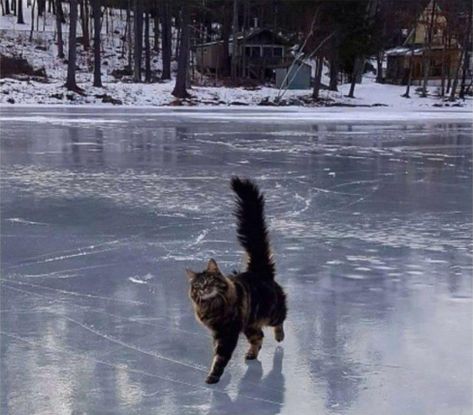 Frozen Lake Aesthetic, Cats In Nature, Cats In Winter, Lake Animals, Winter Lake, Winter Cat, Cat Pose, Frozen Lake, Pretty Animals