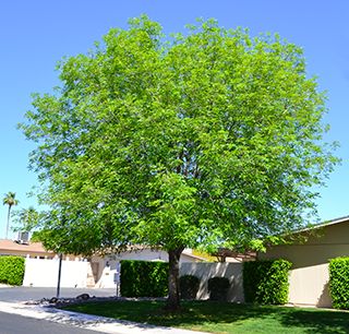 majestic_ash Raywood Ash Tree, Patio Trees, Willow House, Street Trees, Ash Tree, Beautiful Yards, Fast Growing Trees, Shade Trees, Deciduous Trees