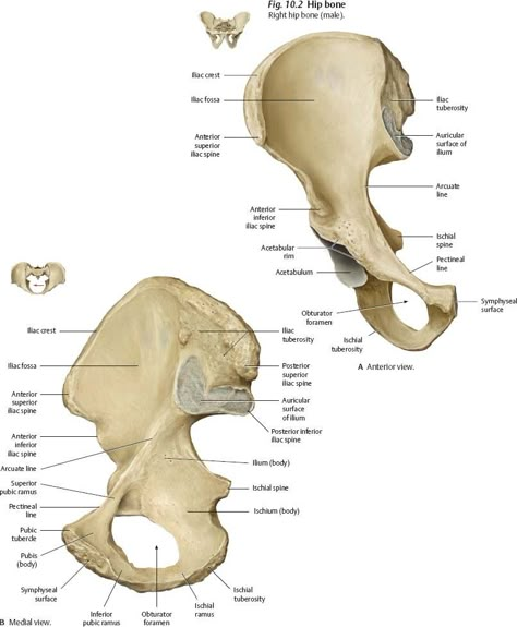 Pelvic Bone Anatomy, Skeleton Anatomy Study, Anatomy And Physiology Notes, Nursing Anatomy, Skeletal System Anatomy, Physiology Notes, Pelvis Anatomy, Skeleton System, Hip Anatomy