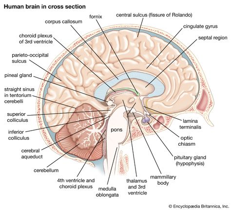 brain | Definition, Parts, Functions, & Facts | Britannica Parts Of Brain, Human Brain Parts, Caudate Nucleus, Human Nervous System, Brain Parts, Corpus Callosum, Nerve Fiber, White Matter, The Human Brain