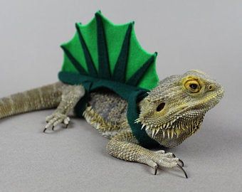 Bearded Dragon Costumes, Fancy Bearded Dragon, Lizard Costume, Bearded Dragon Clothes, Bearded Dragon Diy, Frog Activities, Bearded Dragon Habitat, Bearded Dragon Cute, Bearded Dragon Care