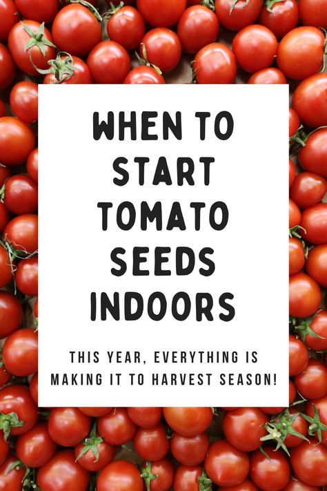 Timing is crucial when starting tomato seeds indoors, ideally 6-8 weeks before the last frost date. Provide 6-8 hours of sunlight daily or use grow lights. Use seed trays or small pots with good drainage and a high-quality seed starting mix. Bottom watering is recommended to avoid waterlogging. Organic fertilizers formulated for seedlings are preferred. Happy plants yield delicious tomatoes! Starting Tomatoes From Seed Indoors, How To Start Tomato Seeds Indoors, Starting Tomato Seeds Indoors, Grow Tomatoes From Seed, Tomato Seeds Starting, How To Grow Tomatoes From Seeds, How To Grow Tomatoes In A Pot, Planting Tomatoes From Seed, Seedlings Indoors Starting