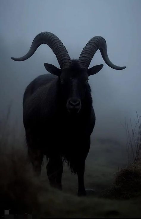 Goat Skull Aesthetic, Black Pygmy Goat, Goat Horns Aesthetic, Animal Tamer Aesthetic, Dark Sheep Aesthetic, Black Goat Aesthetic, Goat Aesthetic Dark, Goat Fantasy Art, Ox Aesthetic