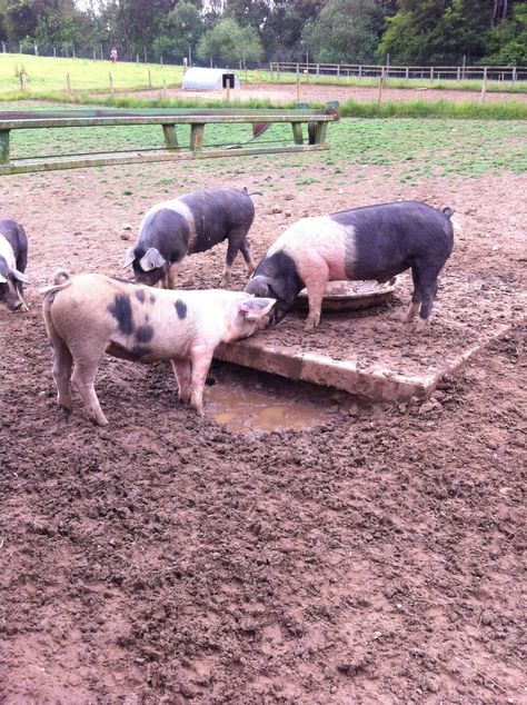 Pigs @ Buckleberry Farm Hog Farm, Pig Farm, Pig Farming, Pigs, Farm Animals, Animals