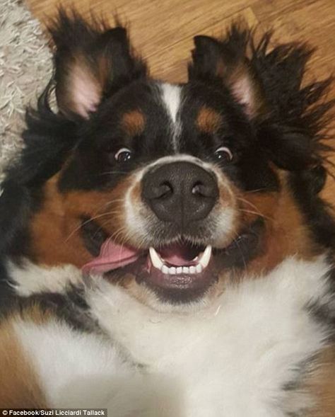 Adorably silly: A Burmese Mountain Dog named Humphrey lying on his back was photographed by his owner with his tongue out the side Burmese Mountain Dog, Burnese Mountain Dog, Burmese Mountain Dogs, Adorable Pictures, Really Cute Dogs, Mountain Dog, Bernese Mountain, Cute Dogs And Puppies