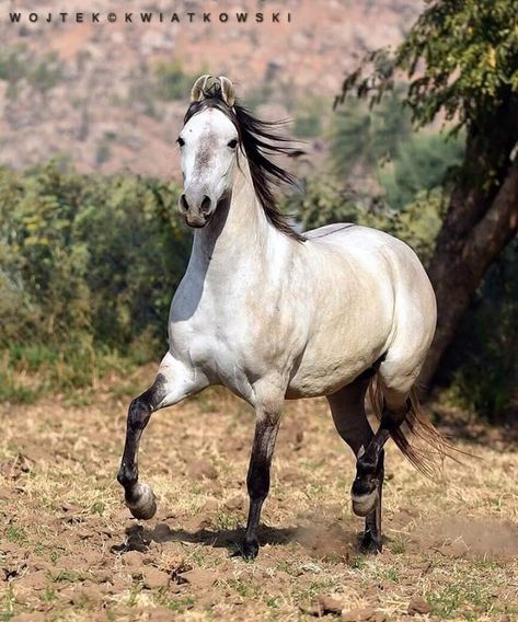 kathiyawadi horse owner-Pushpendraprasad Pande Kathiawari Horse, Aesthetic Horses, Trailer Homes, Kathiyawadi Horse, Grey Horses, Marwari Horses, Rare Horses, Horse Facts, Care Management