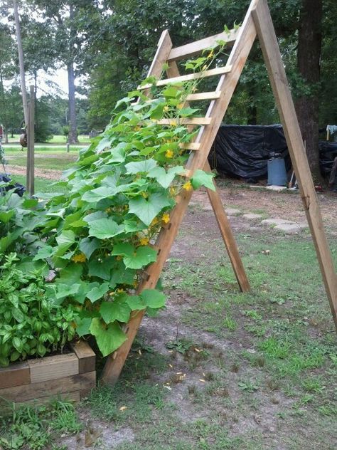 Cucumber Face Mask Diy, Raised Bed Diy, Trellis Raised Bed, Cucumber Eye Pads, Cucumber Garden, Toner Diy, Cucumber Toner, Cucumber Trellis Diy, Trellis Diy