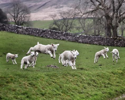 Tom Carlisle on Instagram: “Spring is in the air! (Quite literally!) So much going on in these photos, and a wonderful sight to see our happy, healthy lambs jumping…” Lamb Jumping, Ap Art Sustained Investigation, Sheep Jumping, Sacrificial Lamb, Tuscany Decor, Dandy Lion, Fox Portrait, Sustained Investigation, Spring Lambs