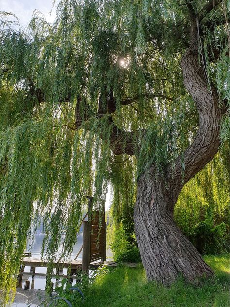 Aesthetic Willow Tree, Weeping Willow Tree, Tree Beautiful, Willow Leaf, Weeping Willow, Rooftop Garden, Deciduous Trees, Willow Tree, Ethereal Art