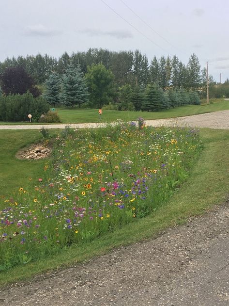 Wildflower Driveway Entrance, Wildflower Lined Driveway, Wild Flower Yard, Wildflower Pasture, Cheetah Living Room, Wildflower Front Yard, Wildflower Landscaping, Landscaping Terrace, Privacy Landscaping Front Yard