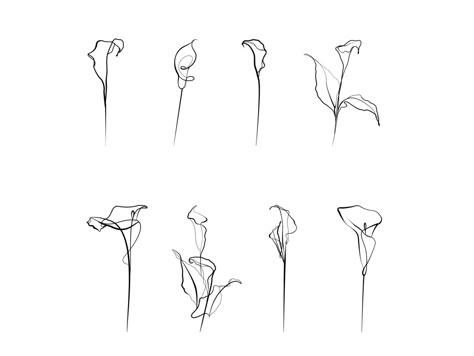 Calla lilies. by Elena Nikol Calla Lily Spine Tattoo, Single Line Calla Lily Tattoo, Calla Lily Line Art, Calla Lily Tattoo Simple, Calla Flower Tattoo, Cala Lillies Tattoo, Calalilly Tattoo Calla Lily, Calla Lily Illustration, Calla Lily Drawing