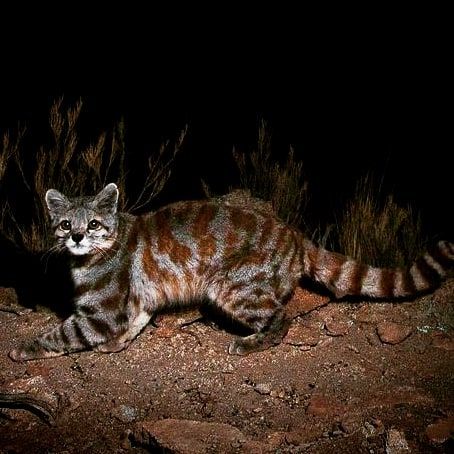 The mezmerizing 😍😍 Andean mountain cat 🐆. . . A small wild cat native to the high Andes mountains across 4 countries being Argentina,…