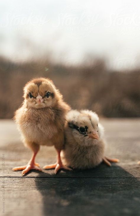 Baby Chicks Photography, Baby Animals Real, Easter Minis, Tiny Farm, A Quiet Life, Backyard Chicken Farming, Baby Farm Animals, Baby Boy Nursery Decor