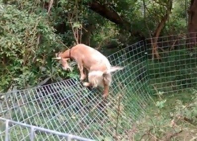 Goat Fencing: 6 Important Tips to Consider to Build the Perfect Fence Goat Fencing, Goat Fence, Goat Playground, Keeping Goats, Goat Shelter, Goat Pen, Goat House, Raising Farm Animals, Goat Care