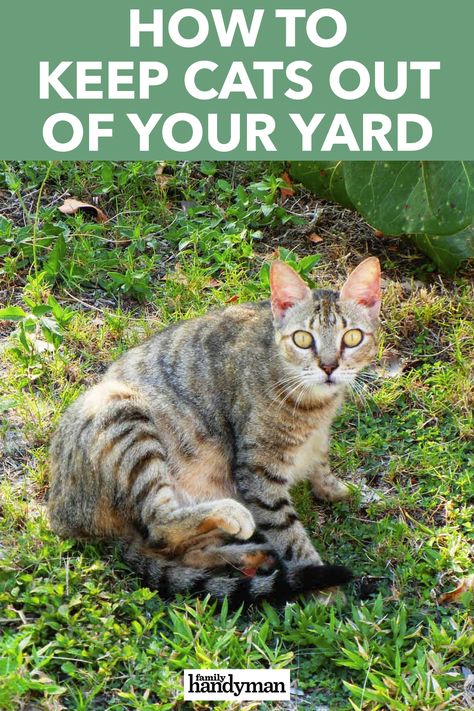 How to Keep Cats Out of Your Yard Stray Cat Repellent Yards, How To Get Rid Of Cats, Cat Repellent Outdoor, Cat Proof Yard, Keeping Cats Out Of Yard, How To Get Rid Of Stray Cats In Yard, How To Deter Cats From Yard, Diy Cat Repellent Spray Outdoor, How To Keep Cats Off Outdoor Furniture