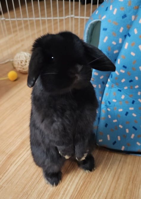 Black Holland lop with tan feet 💞🥹 Black Lop Bunny, Black Holland Lop Bunny, Black Bunnies, Oc Poses, Bunny Pics, Lop Bunnies, Lop Bunny, Holland Lop Bunnies, Dream Pet