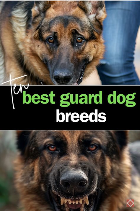 Discover the top dog breeds that make the best guard dogs, known for their loyalty and protective instincts. Learn what makes these dogs excellent guardians for your home and family. Save this pin for guidance on selecting and caring for the ideal guard dog! Protective Family Dogs, Guard Dogs Breeds, Best Guard Dog Breeds, Protective Dog Breeds, Guard Dog Breeds, Protective Dogs, Top Dog Breeds, Best Guard Dogs, Malinois Dog