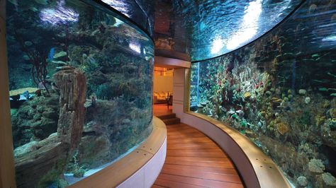 10 homes so lavish they have actual shark tanks inside them Amazing Aquariums, Cool Fish Tanks, Aquarium Terrarium, Salt Water Fish, Home Aquarium, Cool Fish, Saltwater Tank, Aquarium Design, Tanked Aquariums