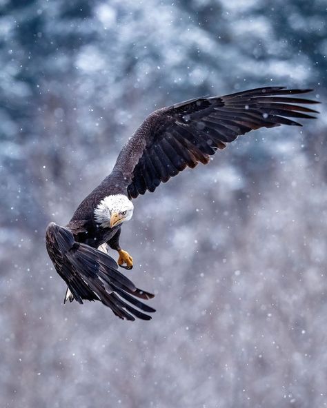 Aesthetic Eagle, Bald Eagle Photography, Football Eagles, Haliaeetus Leucocephalus, Drawing Bird, Prey Animals, Tattoo Bird, Eagle Drawing, Eagle Images