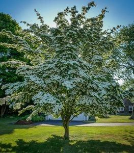 Full Sun Trees Backyards, Medium Sized Trees Front Yards, Best Shade Trees For Small Yards, Chaste Tree Landscape, Patio Trees Ideas, Front Yard Landscaping Ideas For Zone 9, Side Of House Landscaping Ideas Full Sun, Specimen Trees Focal Points, Small Decorative Trees For Landscaping