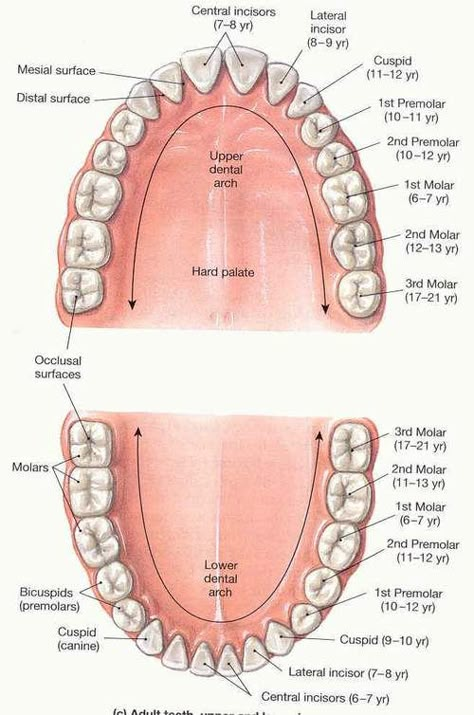 dental chart Dental Morphology Anatomy, Study Tips For Dental Students, Dental Anatomy Study, Dental Anatomy Notes, Dental Terminology Cheat Sheet, Dental Charting Symbols, Dental Assistant Study Notes, Dental Morphology, Dental Assistant Study Guide