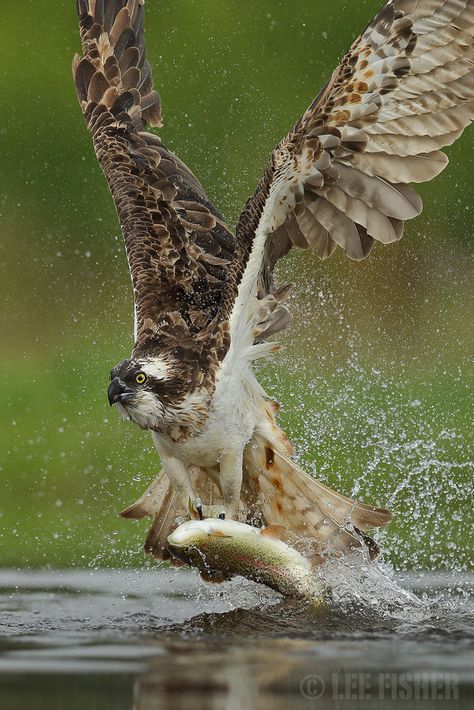 Photo HUNTING OSPREY by Lee Fisher on 500px Osprey Bird, Breakfast Shot, Eagle Images, Cairngorms National Park, Image Nature, Bird Hunting, Bird Pictures, Birdwatching, Birds Of Prey