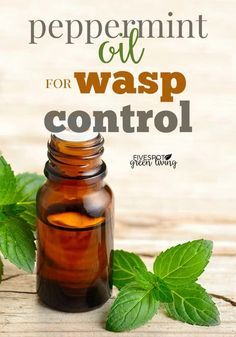 Why use peppermint oil for wasp control? Get rid of wasps naturally without using harmful insecticides. via @fivespotgrnvlvng #essentialoils #pestcontrol #wasp #peppermint Hair Growth Drops, Wasp Spray, Wasp Repellent, Get Rid Of Wasps, Bug Repellant, Household Pests, Best Pest Control, Natural Pest Control, Peppermint Oil