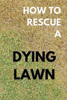 These lawn care tips Lawn Repair, Lawn Care Business, Aerate Lawn, Diy Lawn, Lawn Care Tips, Healthy Lawn, Yard Care, Lawn Maintenance, Lawn And Landscape