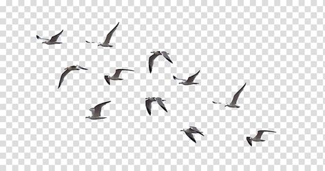 Burung Aesthetic, Birds Background, Transparent Drawing, Nature Backgrounds Iphone, Birds Collage, Bird Background, Bird Flock, Birds Png, Sky Photoshop