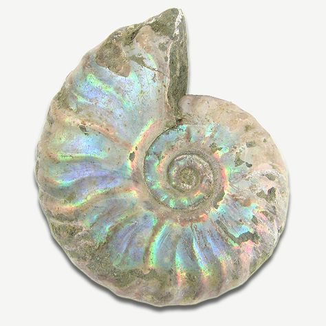 Opalized Ammonite, Black Pinterest, Blue Morpho Butterfly, Morpho Butterfly, Blue Morpho, Summer Png, Smithsonian Institution, Spring Jewelry, Rocks And Gems