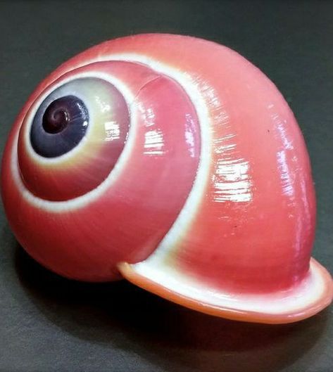 Land Snail, Shell Game, Molluscs, Jewel Of The Seas, Sea Snail, She Sells Seashells, Snail Shell, Pink Trees, Seashell Crafts