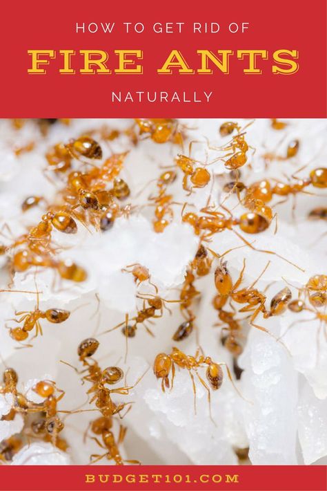 Kill Fire Ants Naturally using their own instincts against them- Budget101.com Natural Fire Ant Killer For Yard, Natural Fire Ant Killer, Kill Fire Ants Naturally, Kill Fire Ants In Yard, How To Get Rid Of Fire Ants In The Yard, Fire Ants How To Get Rid Of, Kill Fire Ants, Pruning Basil, Wasp Repellent