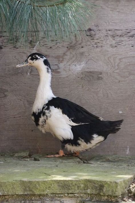 Magpie Ducks, Magpie Duck, Facts About Ducks, Aesthetic Bird, Duck Breeds, Backyard Ducks, Duck Coop, Duck Farming, Raising Ducks