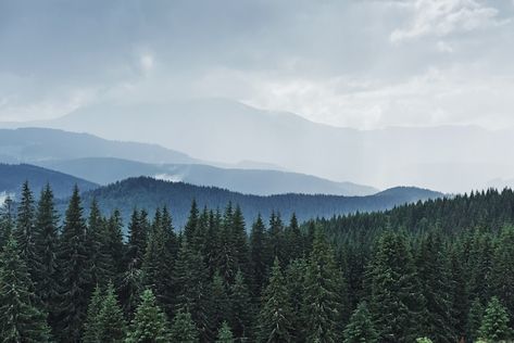 Free photo scenic mountains landscape af... | Free Photo #Freepik #freephoto #pine-forest #forest-mountains #mountain-tree #mountain-view Scenic Mountains, Forest Rain, Bluey Mom, Bluey Family, Family Png, Bluey Bingo, Conifer Trees, After Rain, Mountain Forest