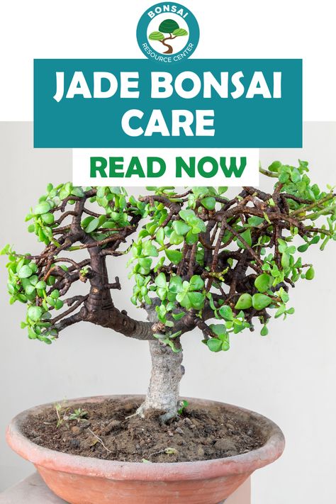 The jade plant, known for its fleshy leaves and vibrant green color, is an excellent choice for bonsai enthusiasts who want to add a touch of sophistication to their collection. But mastering the art of jade bonsai requires knowledge, patience, and dedication. Don’t worry though, once you get the hang of it, Jade plants are really easy to care for! Jade Bonsai Tree, Bonsai Tree Care Indoor, Jade Bonsai For Beginners, Bonsai Jade Plant, Bonsai Care Tips, Jade Bonsai Styles, Jade Bonsai Pruning, Jade Plant Bonsai, Ficus Ginseng Bonsai Care