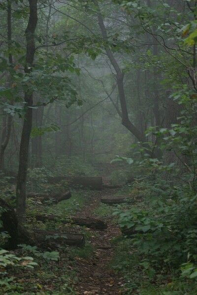 Fairy Grove, Dark Naturalism, Foggy Weather, Forest Aesthetic, Oak Forest, Pretty Backgrounds, Dark Cottagecore, Misty Forest, Magic Aesthetic