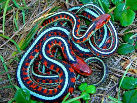 Red, blue and black snakes Spiders And Snakes, Poisonous Snakes, Cool Snakes, Garter Snake, Pretty Snakes, Colorful Snakes, Coral Snake, Snake Venom, Cute Snake